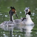 Orzoni Grebes 2