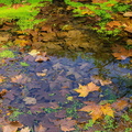 pdujardin - feuilles d automne