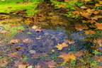 pdujardin - feuilles d automne