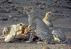 Desroziers-Maryse-Le repas des Cheetahs