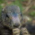 pduj-marmotte