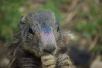 pduj-marmotte