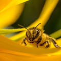Fran ois pause pollen