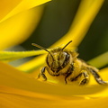  L2 APEM Fran ois Marais pause pollen