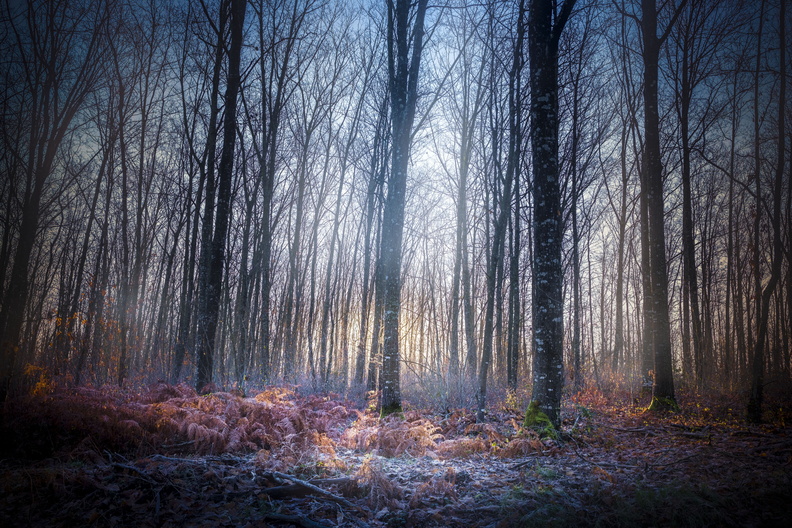 winter_woods_final_v2.jpg