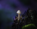 KR - le champignon