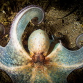 SD - Octopussy