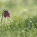JPT - Fritilaire