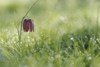 JPT - Fritilaire
