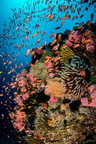 SD - banc de corail
