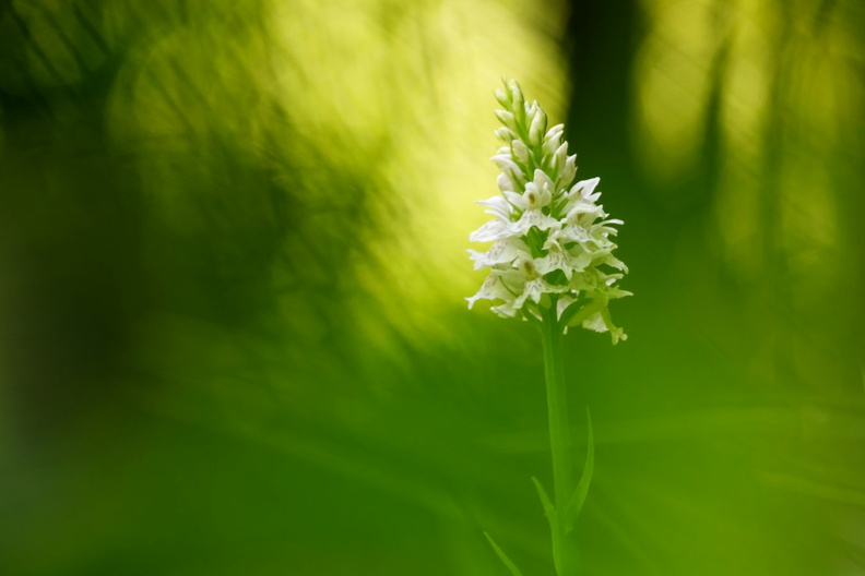 JPT - L'orchidée blanche.jpg
