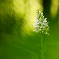 JPT - L'orchidée blanche
