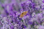 Theme_couleurs